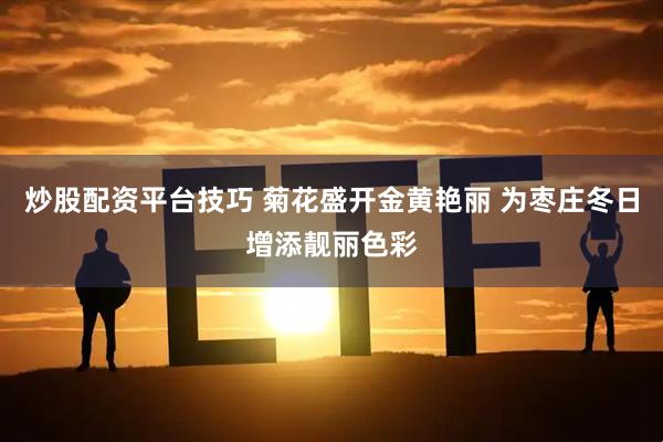 炒股配资平台技巧 菊花盛开金黄艳丽 为枣庄冬日增添靓丽色彩